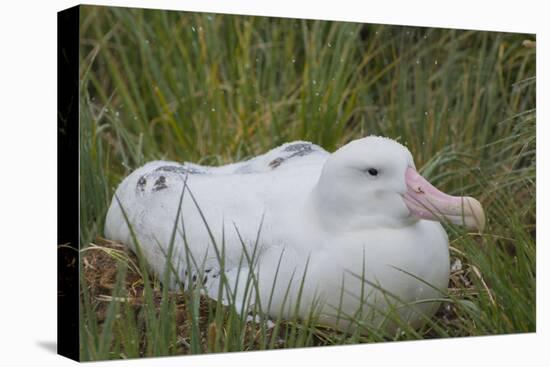 South Georgia. Prion Island. Wandering Albatross on its Nest in Snow-Inger Hogstrom-Premier Image Canvas