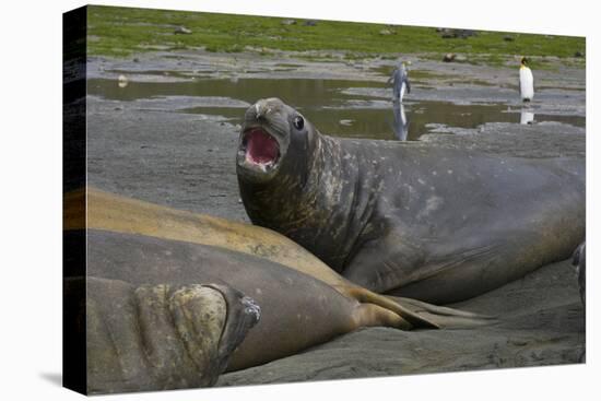 South Georgia. Saint Andrews. Southern Elephant Seals-Inger Hogstrom-Premier Image Canvas