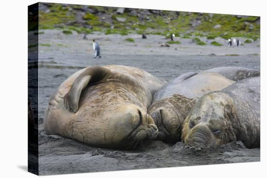 South Georgia. Saint Andrews. Southern Elephant Seals-Inger Hogstrom-Premier Image Canvas