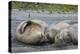 South Georgia. Saint Andrews. Southern Elephant Seals-Inger Hogstrom-Premier Image Canvas