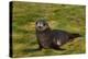 South Georgia. Salisbury Plain. Antarctic Fur Seal Pup-Inger Hogstrom-Premier Image Canvas