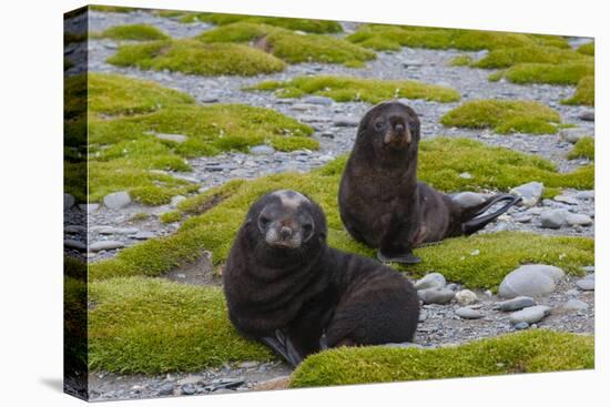 South Georgia. Salisbury Plain. Antarctic Fur Seal Pups-Inger Hogstrom-Premier Image Canvas