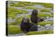 South Georgia. Salisbury Plain. Antarctic Fur Seal Pups-Inger Hogstrom-Premier Image Canvas