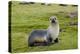 South Georgia. Salisbury Plain. Antarctic Fur Seal Standing-Inger Hogstrom-Premier Image Canvas