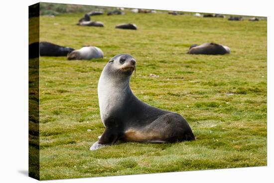 South Georgia. Salisbury Plain. Antarctic Fur Seal-Inger Hogstrom-Premier Image Canvas