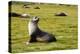 South Georgia. Salisbury Plain. Antarctic Fur Seal-Inger Hogstrom-Premier Image Canvas