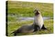 South Georgia. Salisbury Plain. Antarctic Fur Seal-Inger Hogstrom-Premier Image Canvas