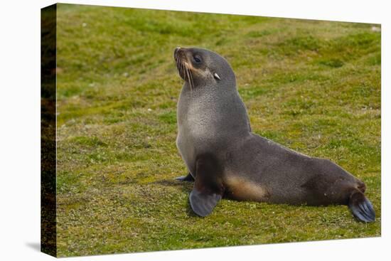 South Georgia. Salisbury Plain. Antarctic Fur Seal-Inger Hogstrom-Premier Image Canvas