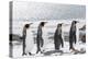 South Georgia, Salisbury Plain. Four adult king penguins line up in a row on the snowy beach.-Ellen Goff-Premier Image Canvas