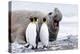 South Georgia, Salisbury Plain, king penguin, southern elephant seal-Ellen Goff-Premier Image Canvas