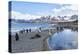 South Georgia, Salisbury Plain. Portrait of the beach at Salisbury Plain surrounded by mountains.-Ellen Goff-Premier Image Canvas