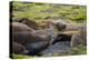 South Georgia. Southern Elephant Seals, Mirounga Leonina, Molting-Inger Hogstrom-Premier Image Canvas