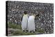 South Georgia, St. Andrew's Bay. Two adults stand together overlooking the crowded colony.-Ellen Goff-Premier Image Canvas