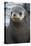 South Georgia. Stromness. Antarctic Fur Seal, Arctocephalus Gazella-Inger Hogstrom-Premier Image Canvas