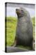 South Georgia. Stromness. Antarctic Fur Seal, Arctocephalus Gazella-Inger Hogstrom-Premier Image Canvas