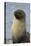 South Georgia. Stromness. Antarctic Fur Seal, Arctocephalus Gazella-Inger Hogstrom-Premier Image Canvas