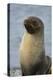 South Georgia. Stromness. Antarctic Fur Seal, Arctocephalus Gazella-Inger Hogstrom-Premier Image Canvas