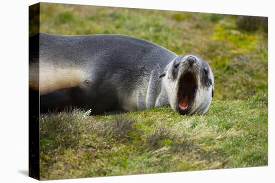 South Georgia. Stromness. Antarctic Fur Seal Pup Yawning-Inger Hogstrom-Premier Image Canvas