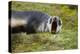 South Georgia. Stromness. Antarctic Fur Seal Pup Yawning-Inger Hogstrom-Premier Image Canvas