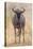 South Londolozi Private Game Reserve. Frontal View of Gnu-Fred Lord-Premier Image Canvas