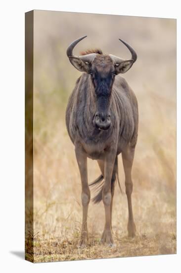 South Londolozi Private Game Reserve. Frontal View of Gnu-Fred Lord-Premier Image Canvas