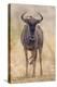 South Londolozi Private Game Reserve. Frontal View of Gnu-Fred Lord-Premier Image Canvas