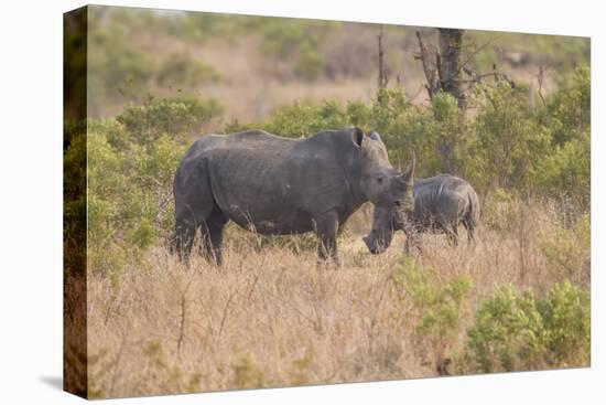 South Londolozi Private Game Reserve. Rhinoceros Mother and Offspring-Fred Lord-Premier Image Canvas