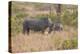 South Londolozi Private Game Reserve. Rhinoceros Mother and Offspring-Fred Lord-Premier Image Canvas