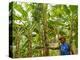 South Pacific, Fiji, Kadavu, Local Fijian Islander Checking His Banana Plantation on Dravuni Island-Paul Harris-Premier Image Canvas