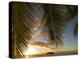 South Pacific, Fiji, Kadavu, Sunset Through Plams from the Beach on Dravuni Island-Paul Harris-Premier Image Canvas