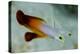 South Pacific, Solomon Islands. Close-up of fire dartfish.-Jaynes Gallery-Premier Image Canvas