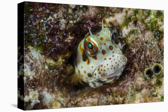 South Pacific, Solomon Islands. Redspotted blenny fish amid coral.-Jaynes Gallery-Premier Image Canvas