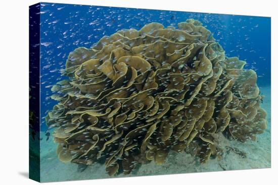 South Pacific, Solomon Islands. Schooling baitfish and coral.-Jaynes Gallery-Premier Image Canvas