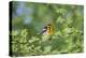 South Padre Island, Texas. Blackburnian Warbler Feeding-Larry Ditto-Premier Image Canvas