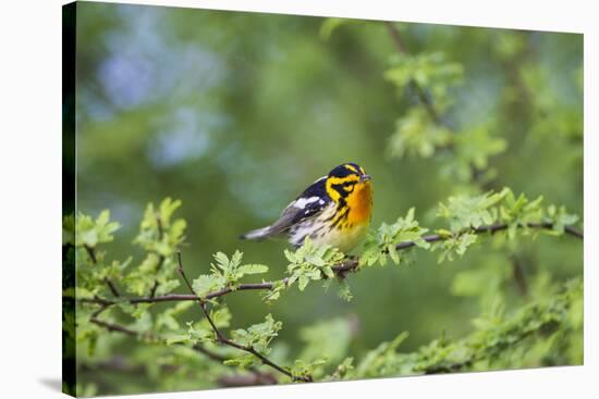 South Padre Island, Texas. Blackburnian Warbler Feeding-Larry Ditto-Premier Image Canvas
