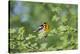 South Padre Island, Texas. Blackburnian Warbler Feeding-Larry Ditto-Premier Image Canvas