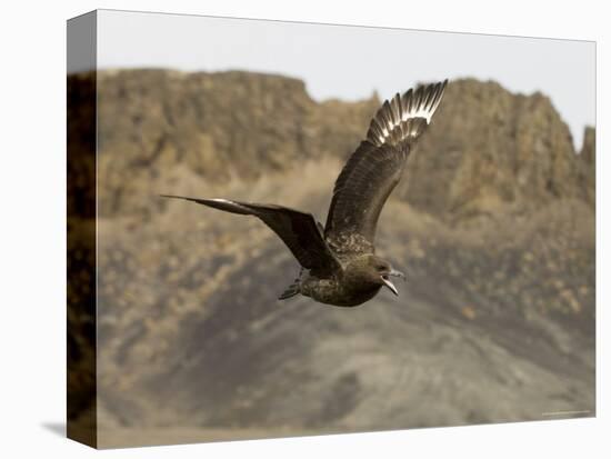 South Polar Skua (Stercorarius Maccormicki), Telephone Bay, Deception Island, Antarctica-Sergio Pitamitz-Premier Image Canvas