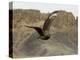 South Polar Skua (Stercorarius Maccormicki), Telephone Bay, Deception Island, Antarctica-Sergio Pitamitz-Premier Image Canvas