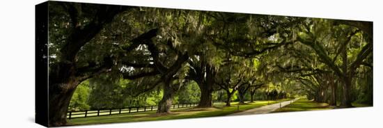 Southern Canopy-Natalie Mikaels-Premier Image Canvas