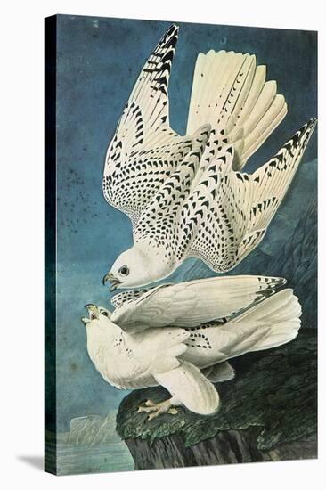 Southern Caracara-John James Audubon-Stretched Canvas