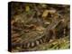 Southern Coati, Amazonia, Ecuador-Pete Oxford-Premier Image Canvas