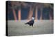 Southern Crested Caracara, Caracara Plancus, Walking in Sao Paulo's Ibirapuera Park-Alex Saberi-Premier Image Canvas