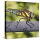 Southern Darter-Adrian Campfield-Premier Image Canvas