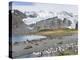 Southern elephant seal, beach with huge colony at Gold Harbour. South Georgia Island-Martin Zwick-Premier Image Canvas