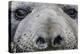 Southern Elephant Seal Bull (Mirounga Leonina), Polar Regions-Michael Nolan-Premier Image Canvas