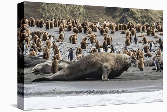 Southern Elephant Seal Bulls (Mirounga Leonina) Charging on the Beach in Gold Harbor, South Georgia-Michael Nolan-Premier Image Canvas