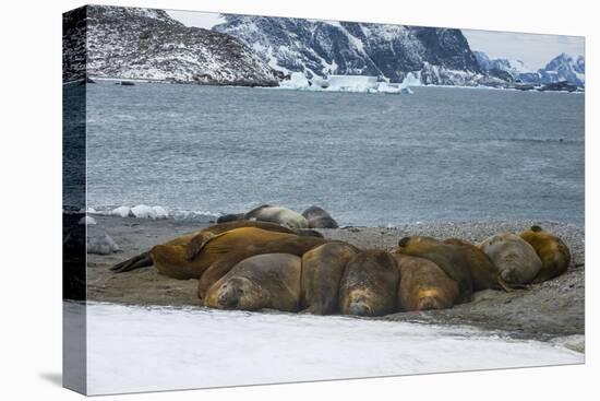 Southern elephant seal colony (Mirounga leonina), Coronation Island, South Orkney Islands, Antarcti-Michael Runkel-Premier Image Canvas