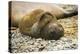 Southern Elephant Seal Cub-Joe McDonald-Premier Image Canvas