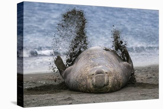 Southern elephant seal, male flicking sand over body on beach. Right Whale Bay, South Georgia-Tony Heald-Premier Image Canvas