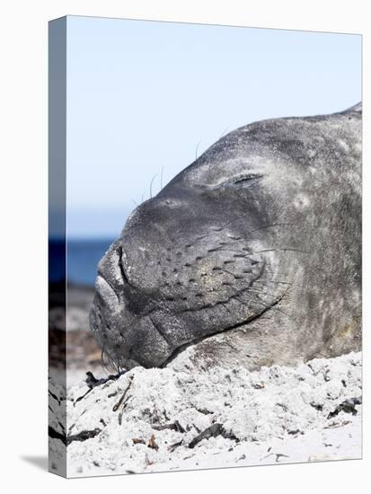 Southern Elephant Seal Males are Social after the Breeding Season-Martin Zwick-Premier Image Canvas